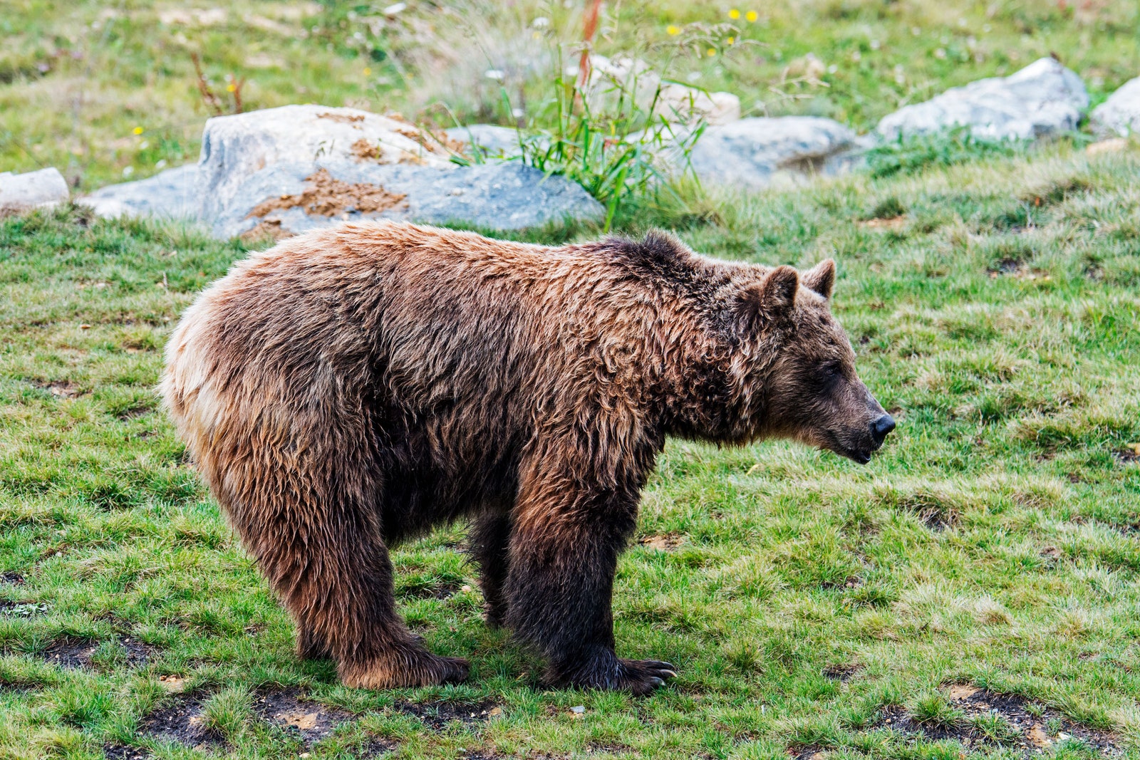 bear in alpines