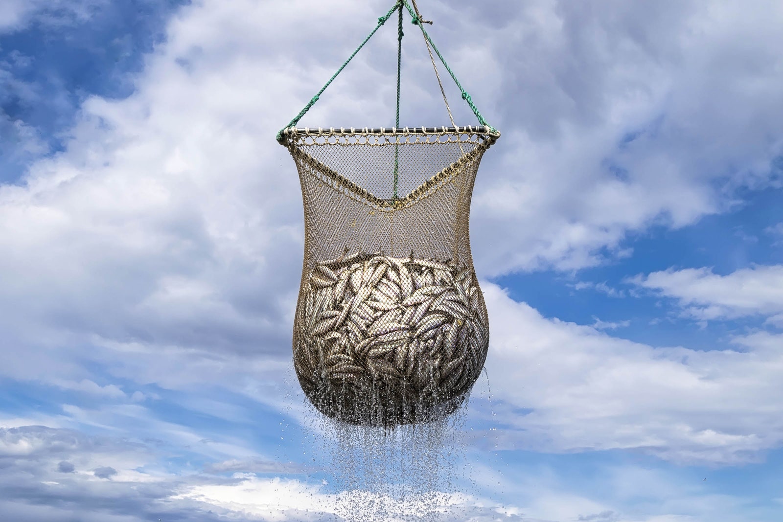 A commercial fishing scoop net filled with herring and the sky in the background