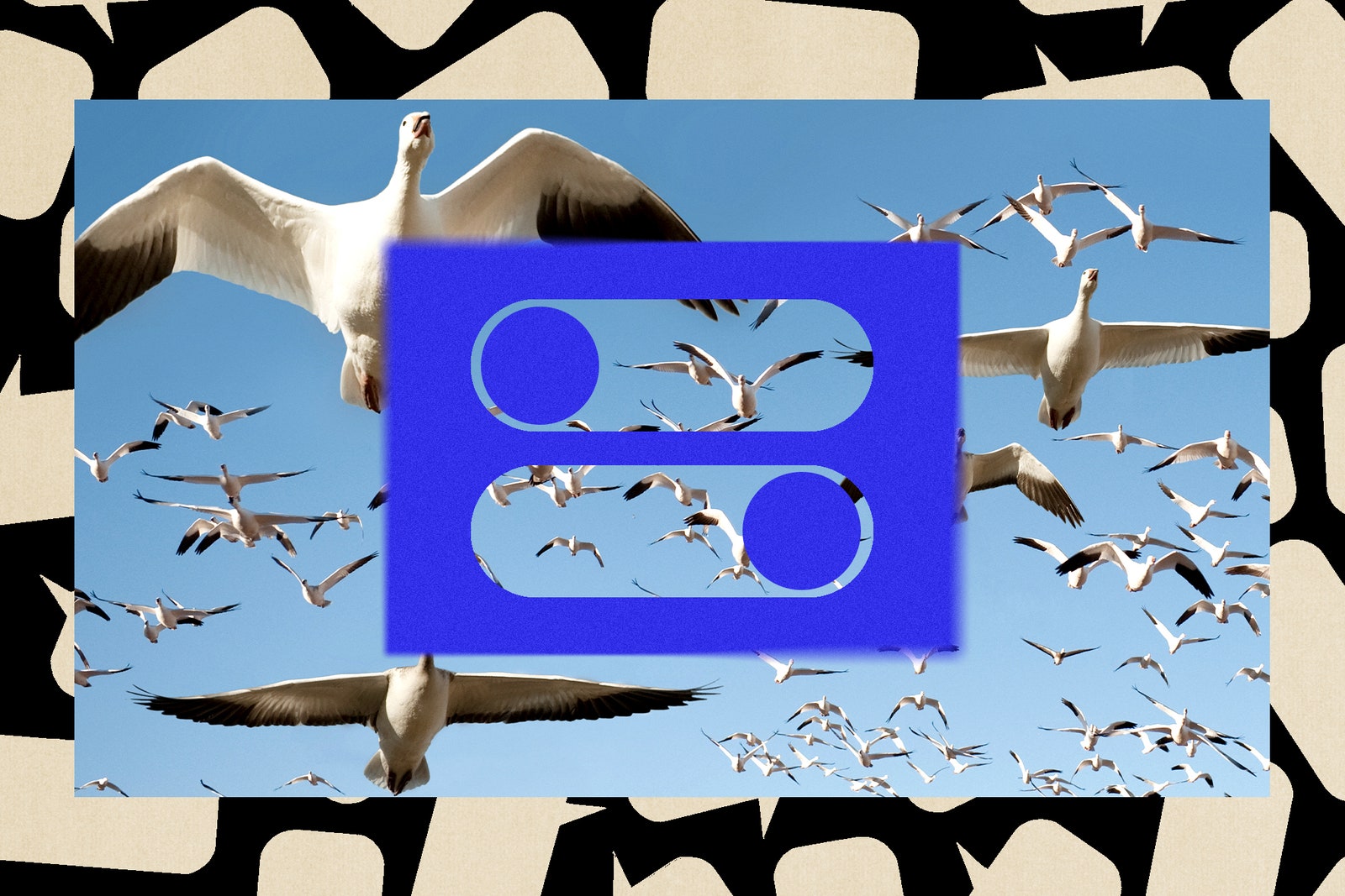 Photo collage of birds flying in a flock speech bubbles and toggle onoff switches