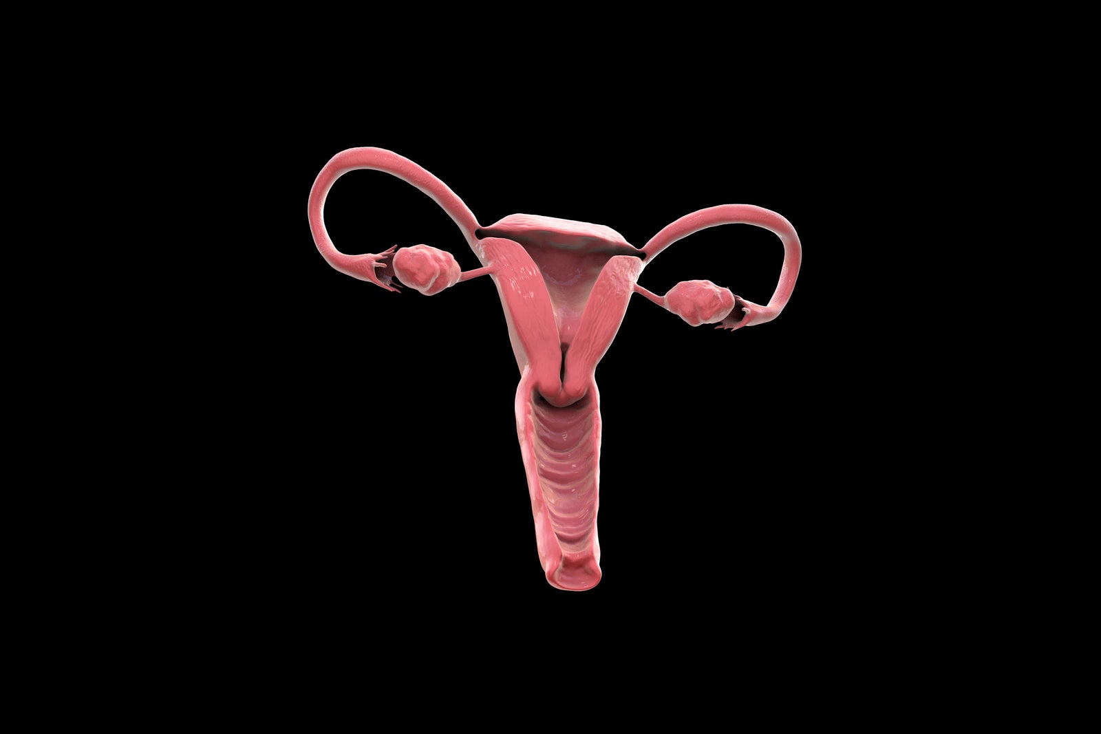model of ovaries