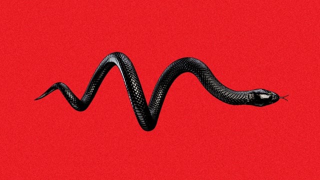 Isolated black snake on red backdrop